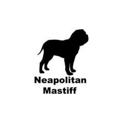 neapalitan masstif.