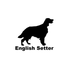  english setter.