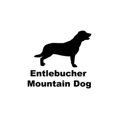 entlebucher mountain dog