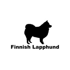 finnish lapphund