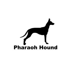 pharaoh hound