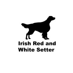 irish red and white setter