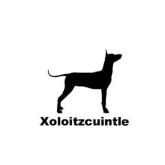 xoloitzcuintle