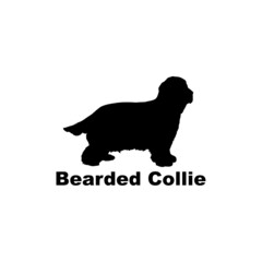 bearded collie