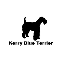 Kerry blue terrier