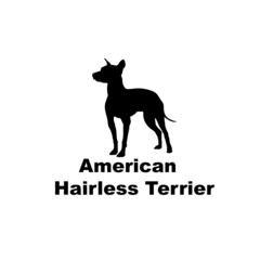 american hairless terrier