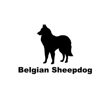 belgian sheepdog
