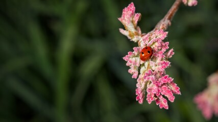 Ladybird on New Oak Leaf