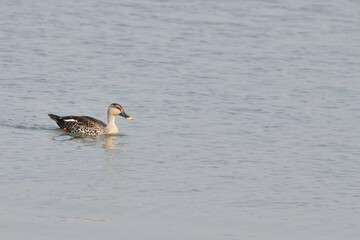 Indian Spot-billed Duck Swimming in Water