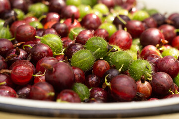 Ripe red and green gooseberries