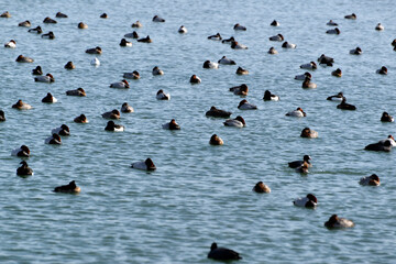 冬の琵琶湖　越冬する渡り鳥　滋賀県大津市
