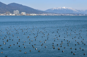 冬の琵琶湖,滋賀県,大津市,渡り鳥,冬鳥,越冬する渡り鳥,鴨の群れ,水鳥,琵琶湖,比叡山,三上山,
浜大津,湖, 自然, 鳥, 風景, 