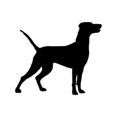 Dog silhouette. Breeds