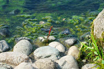 赤とんぼの産卵