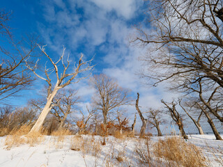 雪積もる冬の公園に生える木々と青空