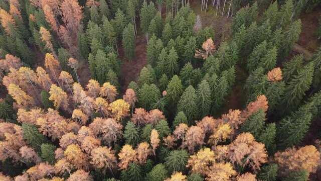 alberi foresta abeti larici inverno 