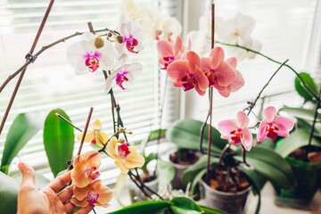 Woman enjoys orchid flowers on window sill. Girl taking care of home plants. Golden apple,...