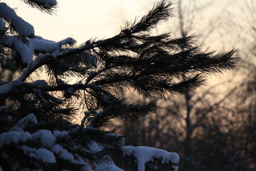 sunset in the forest