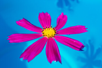 An overhead view of pink flower called kosmeya floating in the pool, with the pool's blurred blue. Spa concept. Summer mood. Pink chamomile.