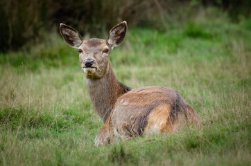 Naklejka na ściany i meble A red deer doe with grass in her mouth lying on the grass looking back at the camera