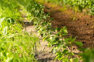 Food industry. Agriculture and farming for vegetables inside a greenhouse. Close up details.