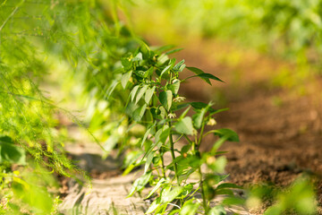 Food industry. Agriculture and farming for vegetables inside a greenhouse. Close up details.