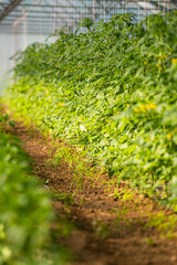Obraz premium Beautiful young green tomatoes grown in a greenhouse. Agriculture farming food industry photography.