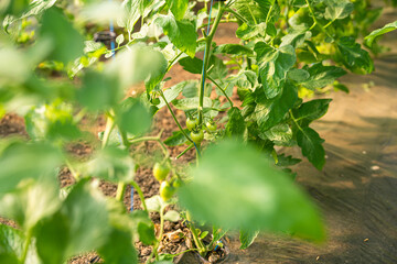 Fototapeta premium Beautiful young green tomatoes grown in a greenhouse. Agriculture farming food industry photography.