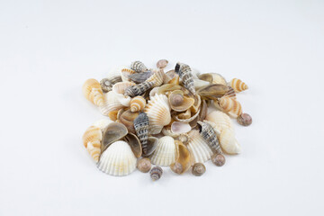 Summer background pattern from seashells. Shell close-up. Ocean coast. Seashells background. Top view.