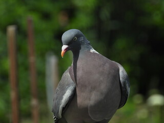 pigeon