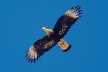 Caraca in flight on a blue background
