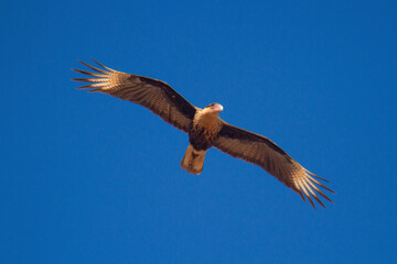 Caraca in flight on a blue background