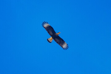 caraca in flight on a blue sky