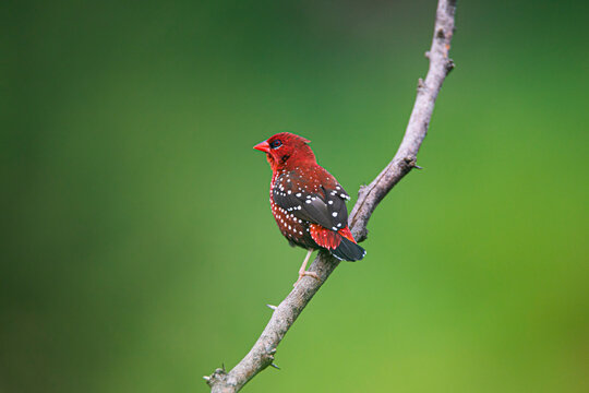 Red avadavat, red munia or strawberry finch perched on a tree branch