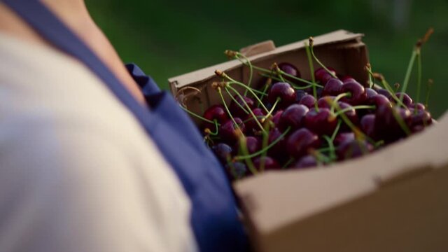 Agribusiness owner holding cherries crop eco production in organic fruit crate.