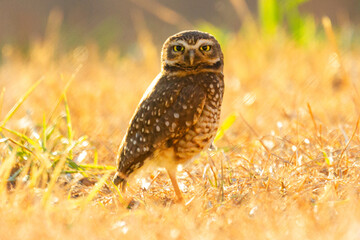 Burrowing owl in the morning