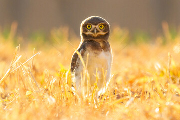 Little burrowing owl in the golden hour