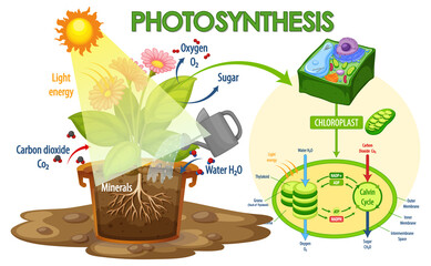 Diagram showing process of photosynthesis in plant