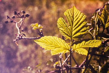 autunno