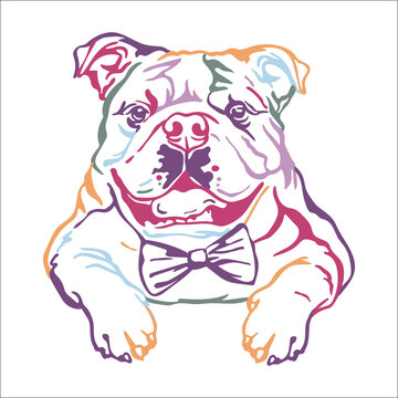 English bulldog vector color contour portrait vector