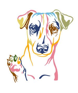 Jack russel terrier dog vector color contour portrait vector
