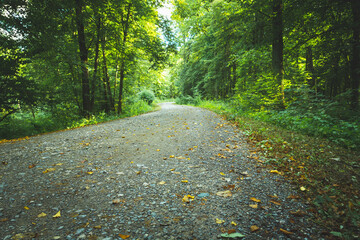 The first yellow leaves on the pebble road in the forest, Nowiny, Poland