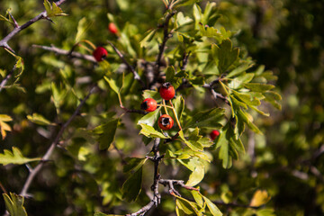 fruto rojo de la naturaleza planta de rosa