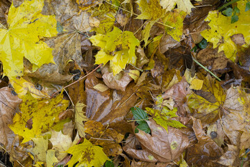 Wet leaves. Maple leaves. Autumn background.