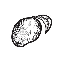 Hand drawn sketched mango isolated