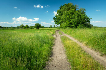 Fototapeta na wymiar Dirt road through meadows, trees and blue sky, Nowiny, Poland