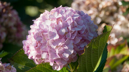 Hortensia rosa en parque 