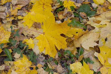 Wet leaves. Maple leaves. Autumn background.