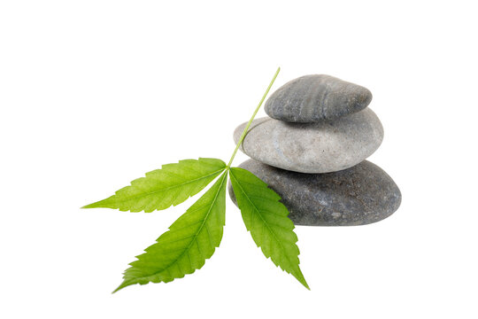 Zen stacked stones with wild cannabis ruderalis leaf isolated on white background.