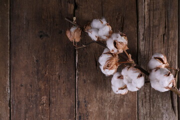 A branch of dry cotton on a dark wooden background
